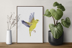 GREENFINCH - 40 x 50
