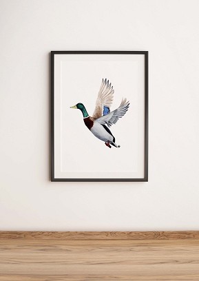 DUCK - 40 x 50