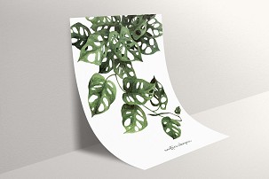 MONSTERA ADANSONII - 40 x 50