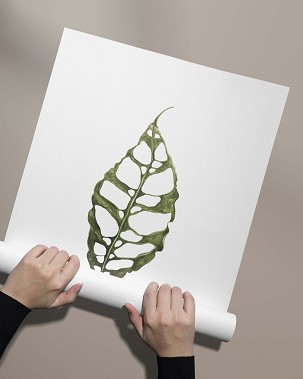 MONSTERA OBLIQUA - 40 x 50