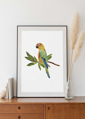 PARROT - 40 x 50