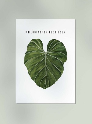 PHILODENDRON LEAF - 40 x 50