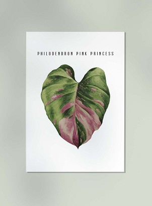 PHILODENDRON "PINK PRINCESS" LEAF - 40 x 50