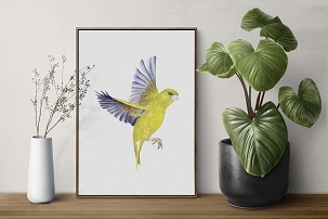 GREENFINCH - 50 x 70