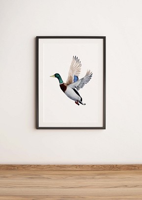 DUCK - 50 x 70