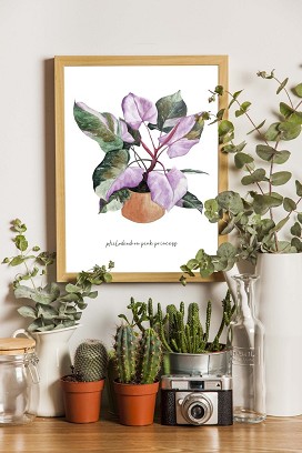 PHILODENDRON "PINK PRINCESS" - 50 x 70