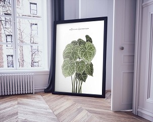 ANTHURIUM - 60 x 90