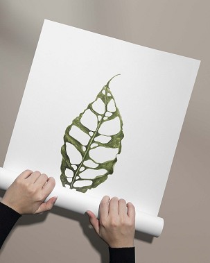 MONSTERA OBLIQUA - 60 x 90